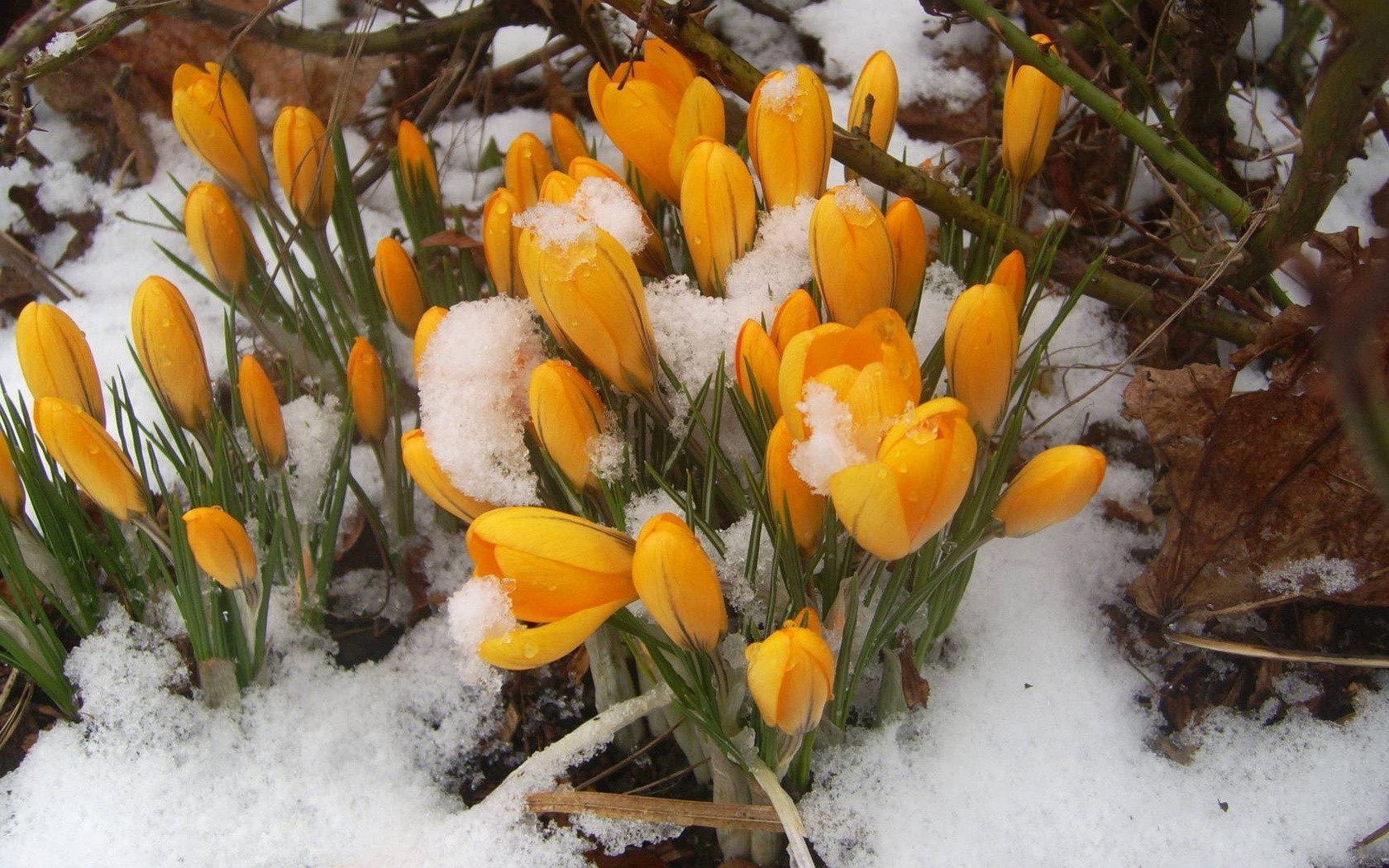 fleurs sur la neige nature saison fleur feuille à l extérieur flore jardin beau temps pâques gros plan herbe bluming lumineux couleur crocus floral parc pétale