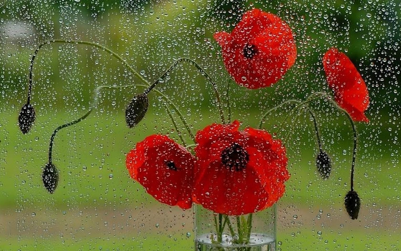 çiçekler doğa flora damla masaüstü bahçe yaprak yağmur çiçek renk yaz ıslak sezon açık havada güzel