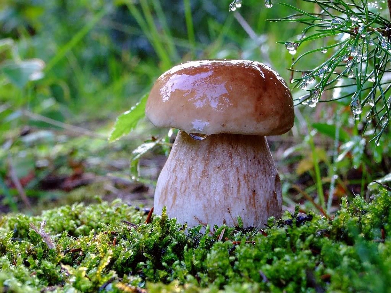 mushrooms fungus mushroom nature moss wood grass fall food boletus leaf flora edible outdoors summer growth close-up vegetable season wild