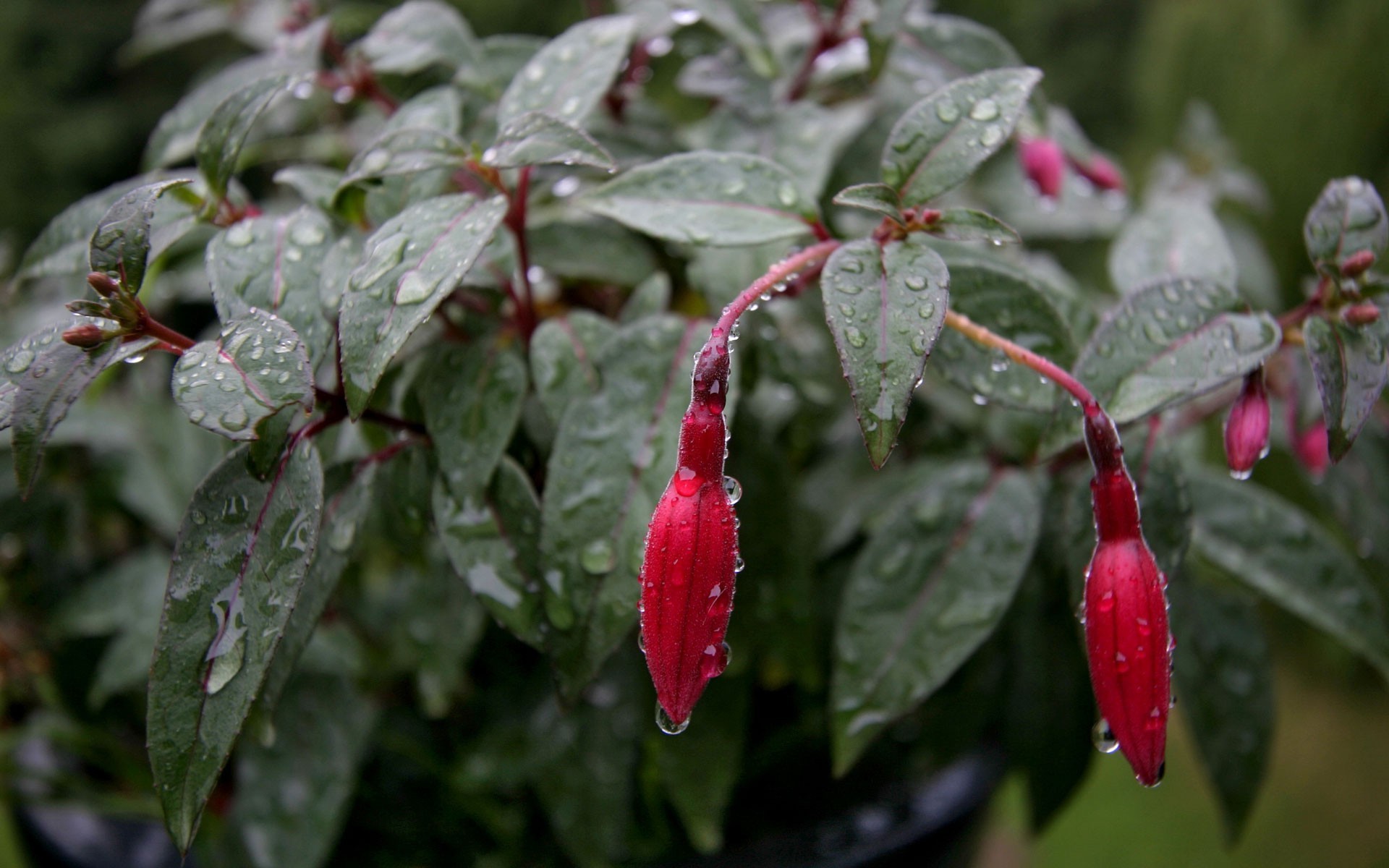 flowers leaf nature garden flora food tree color fruit close-up flower outdoors shrub summer growth season