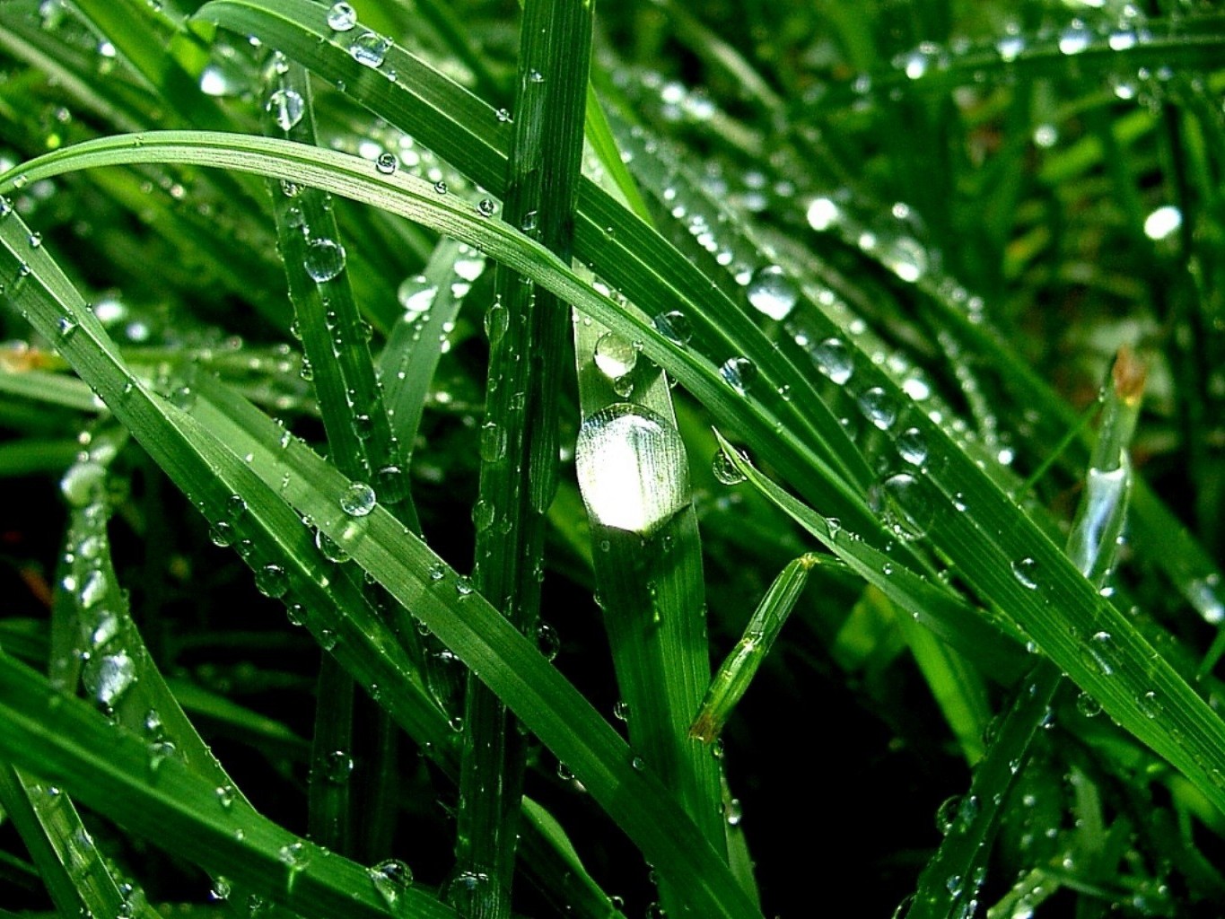 verano rocío hierba flora hoja lluvia caída crecimiento césped jardín naturaleza frescura hoja mojado exuberante gotas medio ambiente gotas limpieza