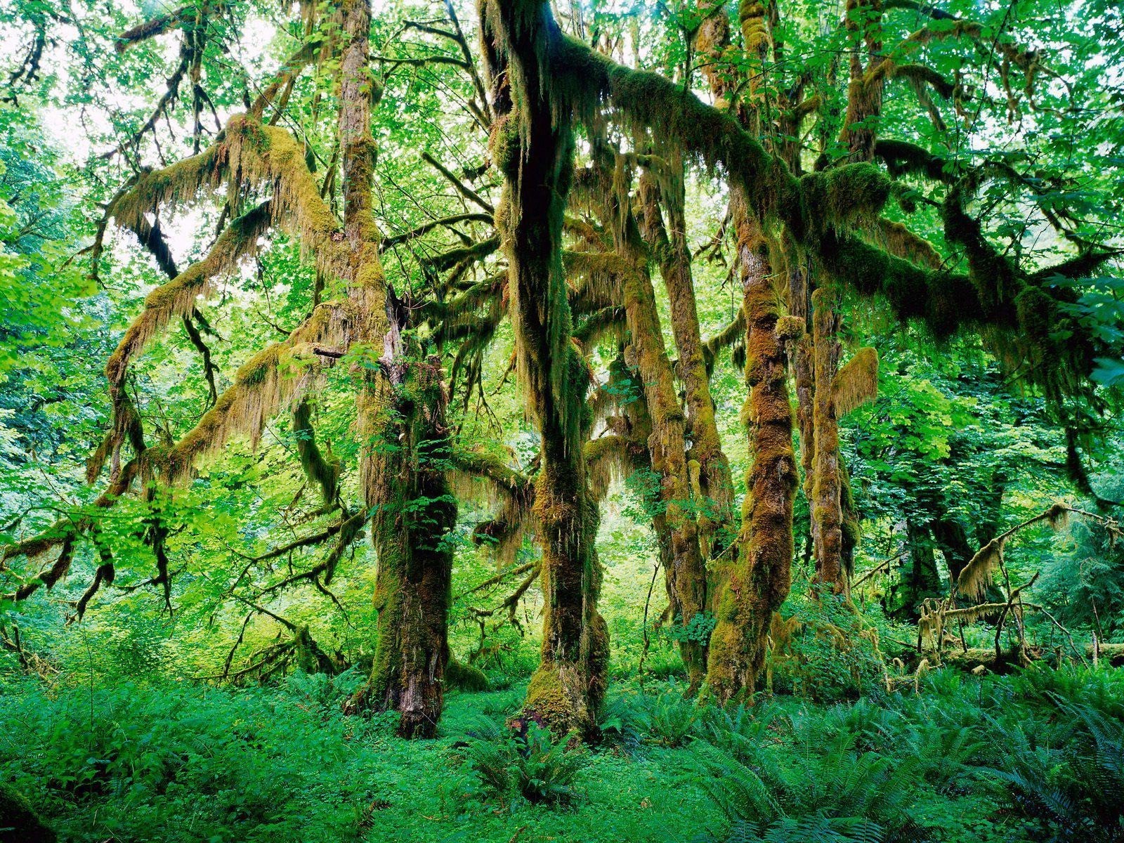 summer wood nature tree leaf landscape wild environment trunk park lush fair weather flora moss growth dawn sun season branch scenery