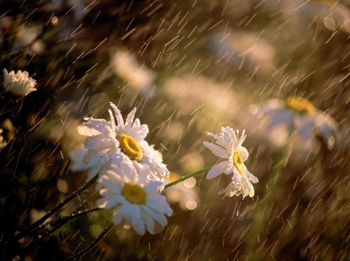 sommer blume natur feld flora gras farbe garten heuhaufen gutes wetter sonne im freien saison schließen des ländlichen raums wachstum blühen hell blatt