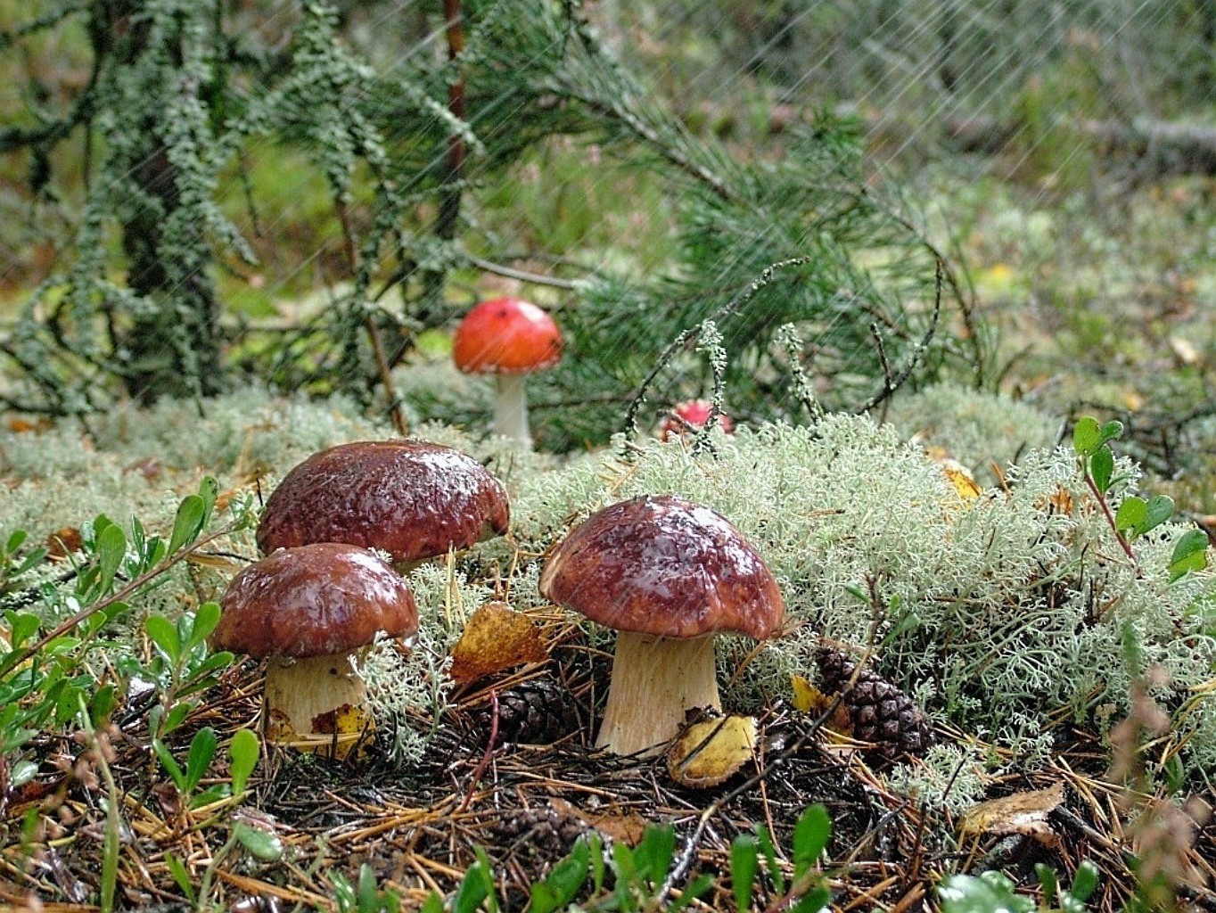 Кольский полуостров грибы и ягоды