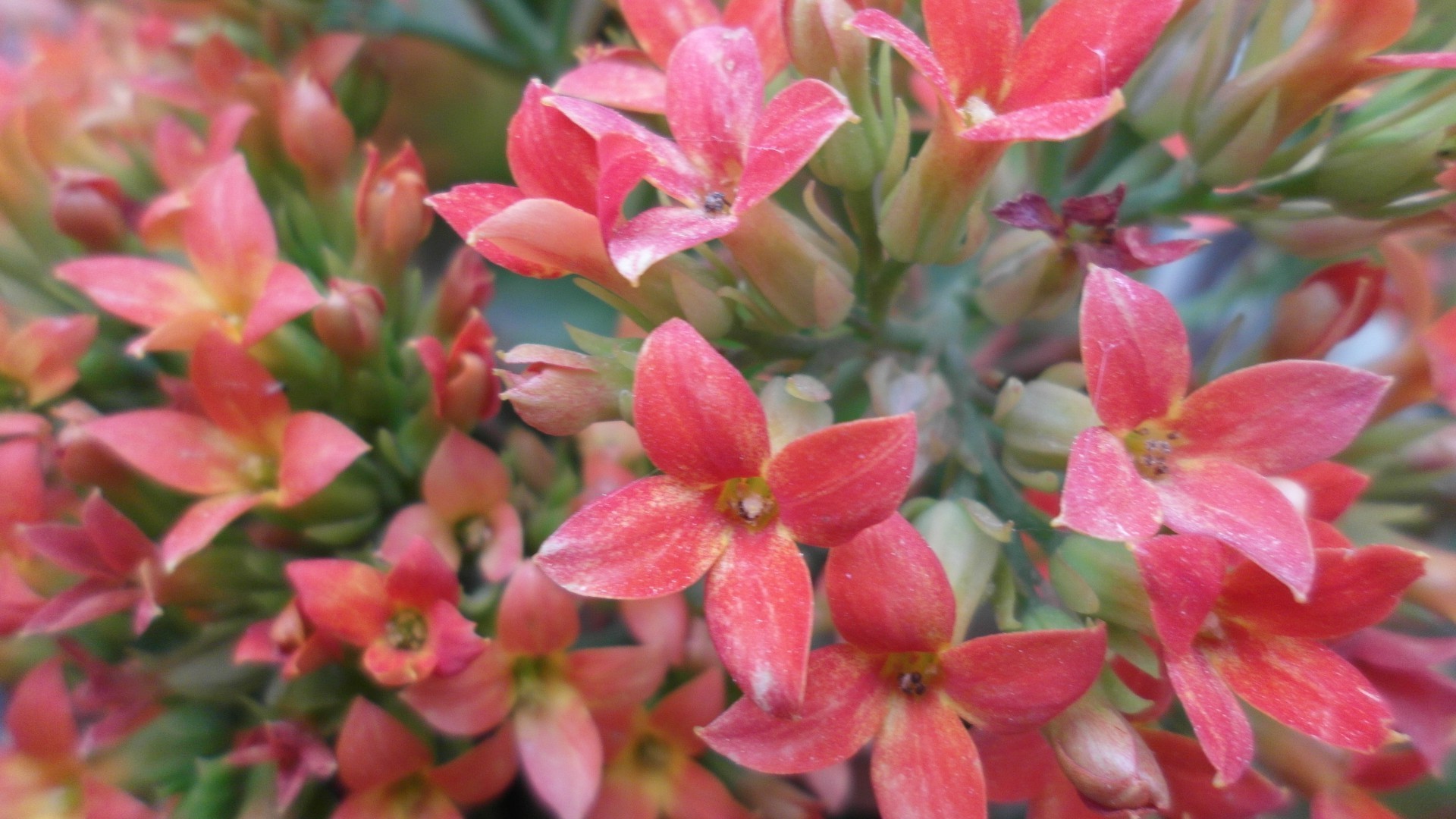 flowers nature flower flora garden floral shrub summer blooming leaf petal color close-up park botanical bright outdoors field growth branch