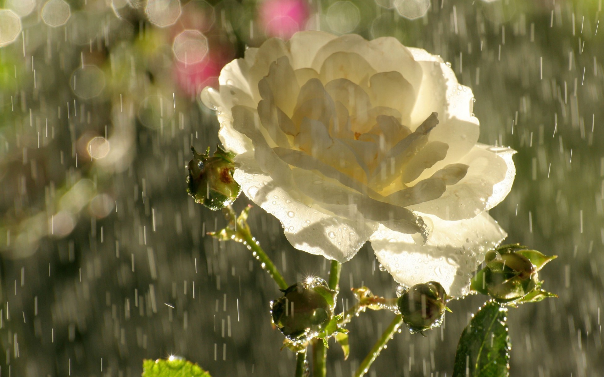 цветок дождь капли роза белая скачать