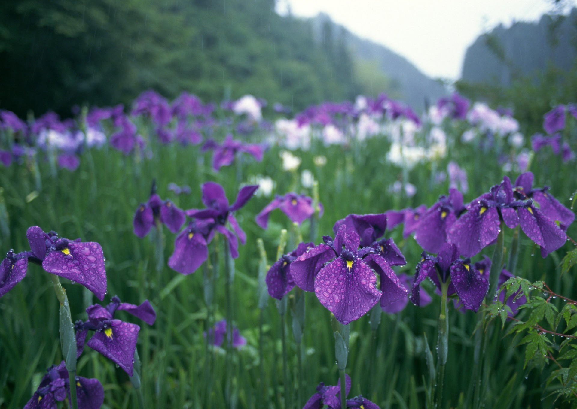 estate fiore natura flora giardino all aperto floreale foglia fieno crescita fioritura campo erba viola petalo stagione colore luminoso bel tempo