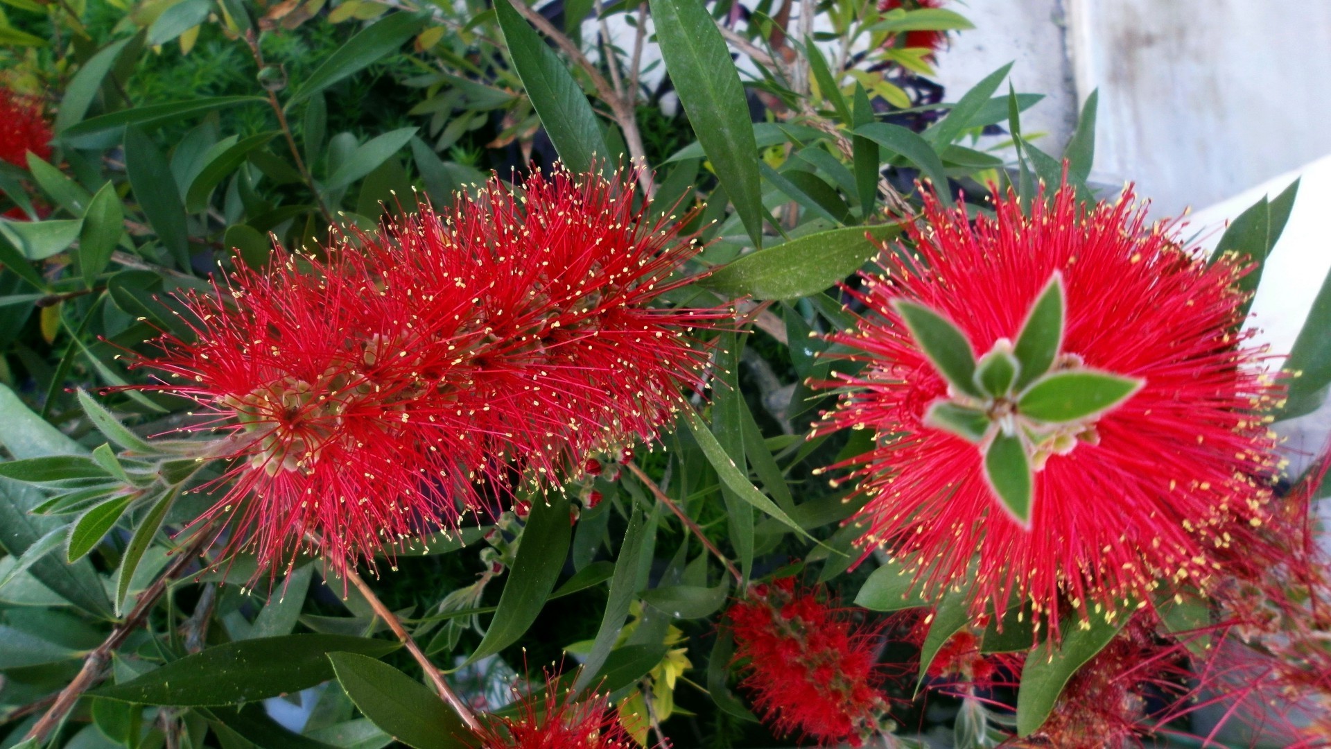 fleurs nature flore jardin fleur feuille été gros plan couleur tropical bluming floral lumineux arbre arbuste saison botanique exotique à l extérieur lumineux