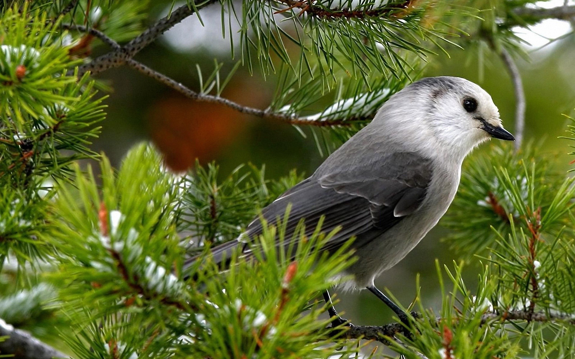 animais árvore vida selvagem pássaro inverno natureza ao ar livre natal