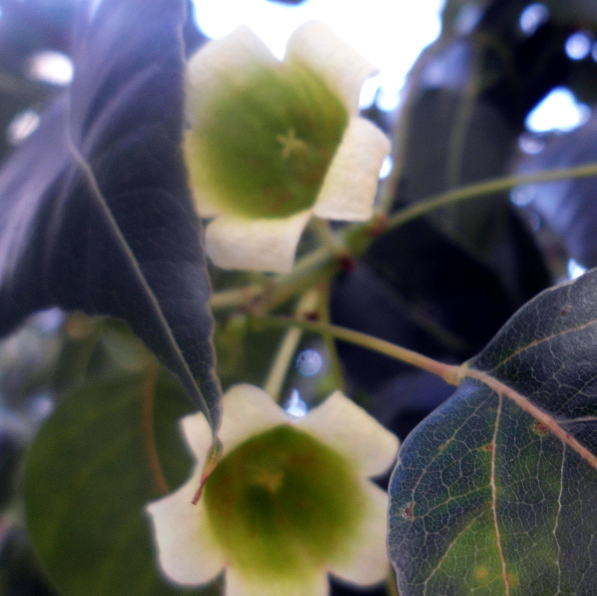 leaves leaf nature flower outdoors color blur garden