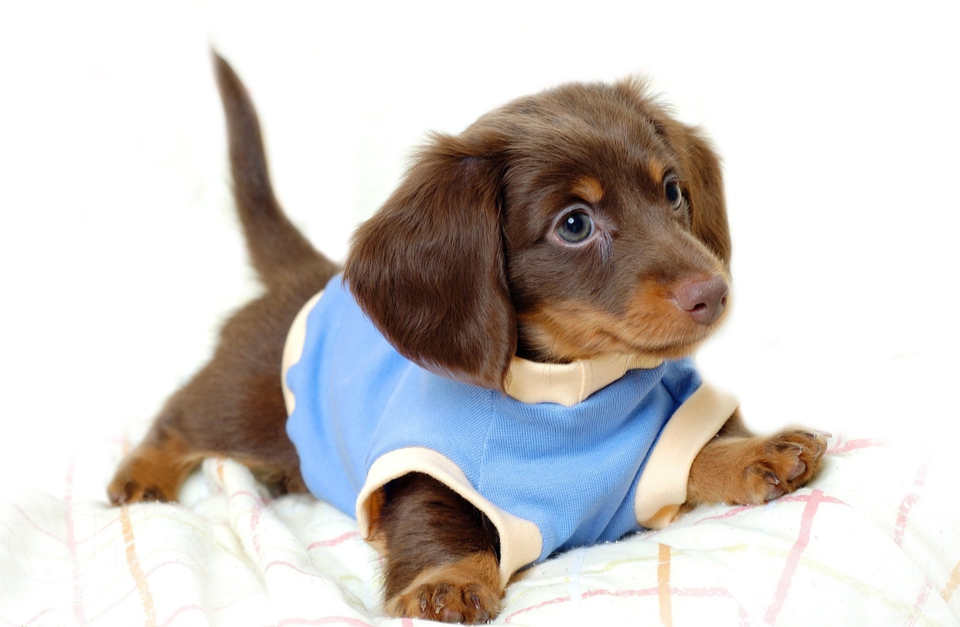 cane animale domestico cane carino mammifero canino piccolo cucciolo animale domestico sedersi guardare adorabile