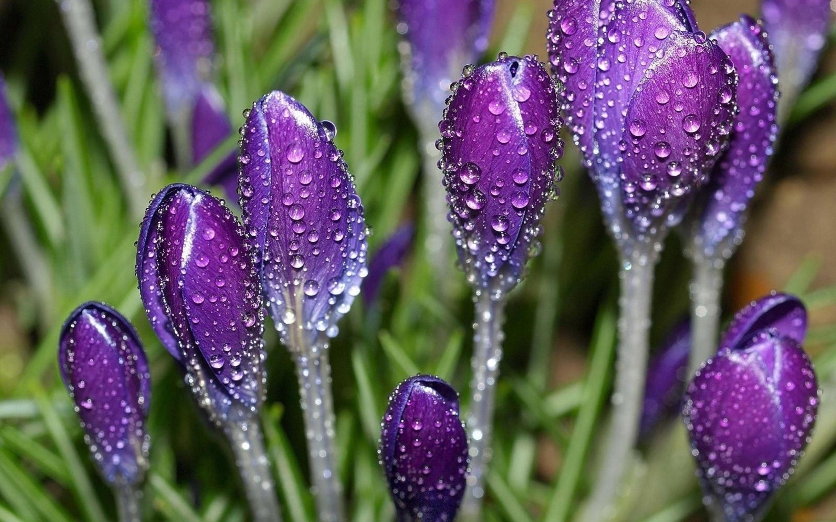 kwiaty natura kwiat flora lato ogród liść kwiatowy bluming kolor jasny sezon lampa wzrost płatek pole violet trawa zbliżenie na zewnątrz