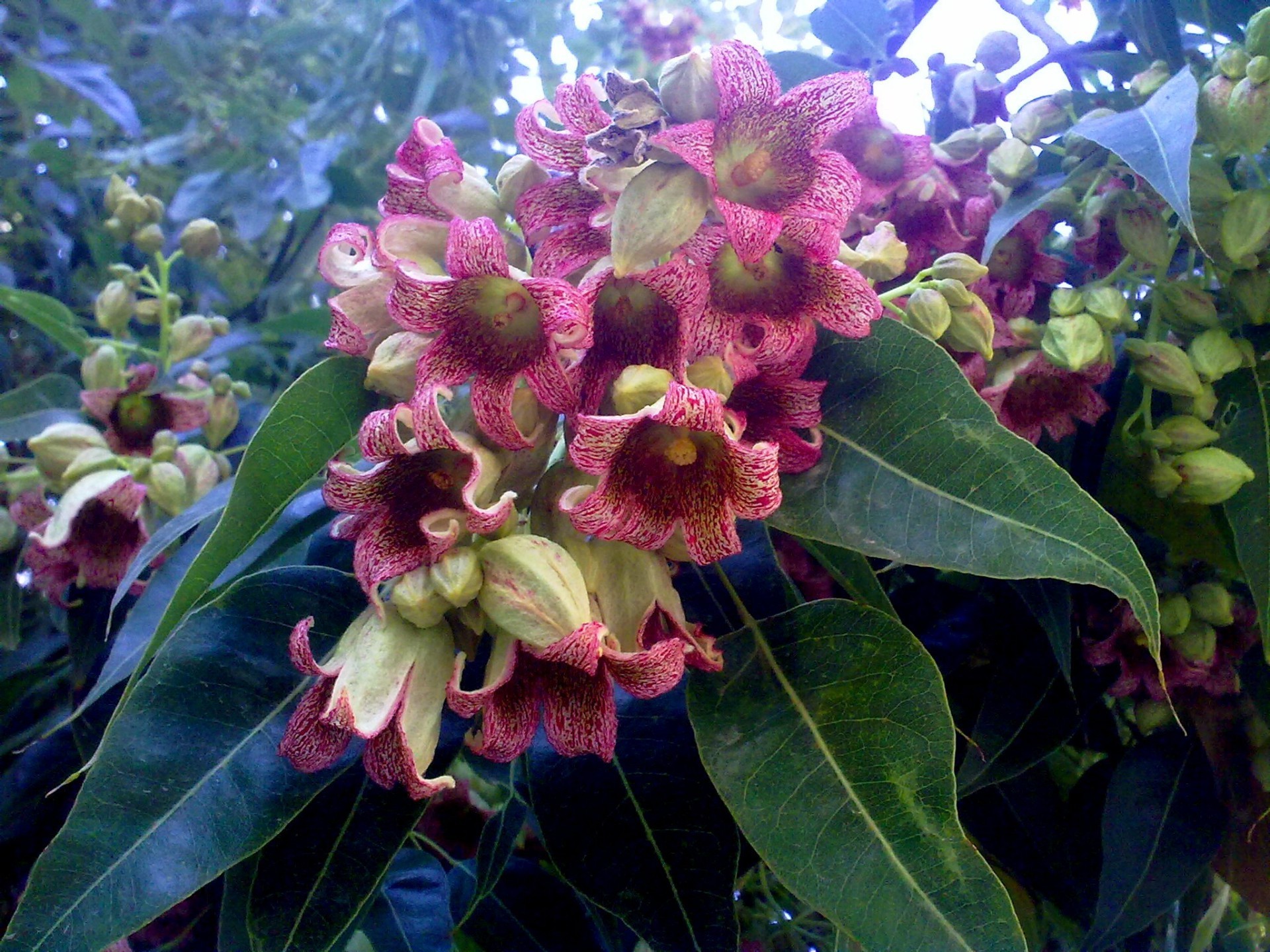 fleurs nature fleur flore jardin feuille tropical été floral bluming couleur arbre à l extérieur belle pétale branche