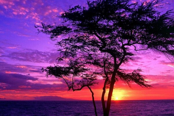 A lonely tree at a beautiful purple sunset