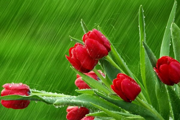 Red tulips on a green background