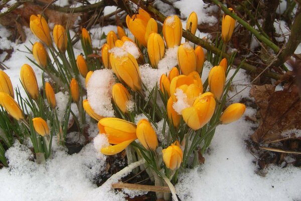 Yellow tulips in the snow
