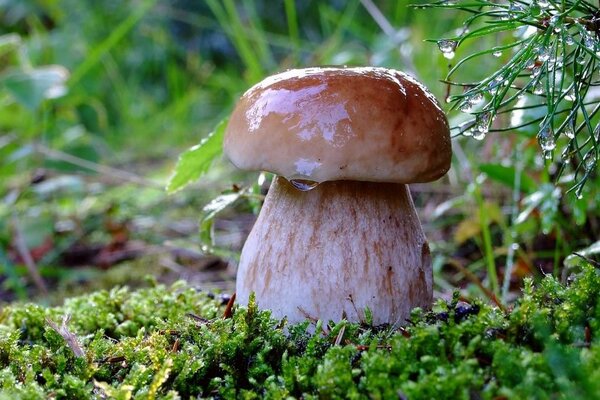 A gorgeous mushroom has grown in the forest