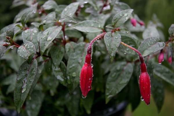 Flores en gotas. Jardín.. Naturaleza