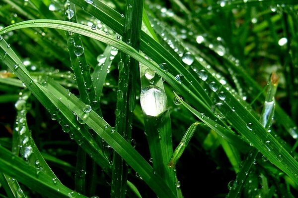 Dew on the grass in the morning of summer