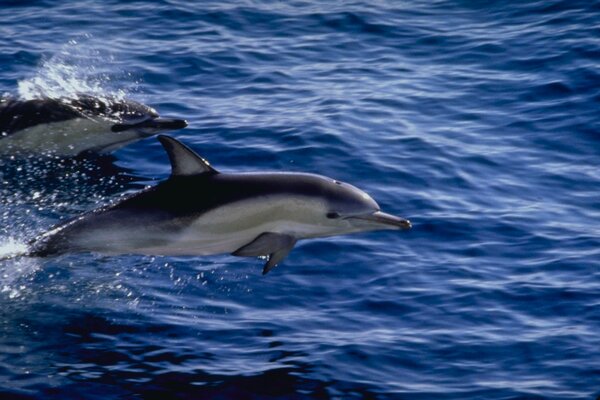 Dolphins swim on the blue sea