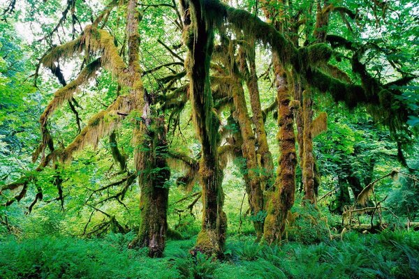 Fancy trees in the jungle in summer