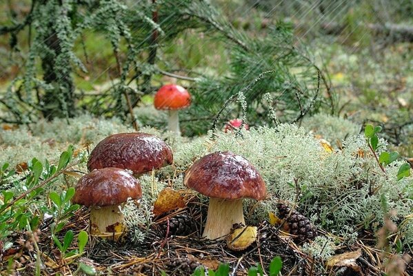 Herbstliche Steinpilze in einem Waldbrand