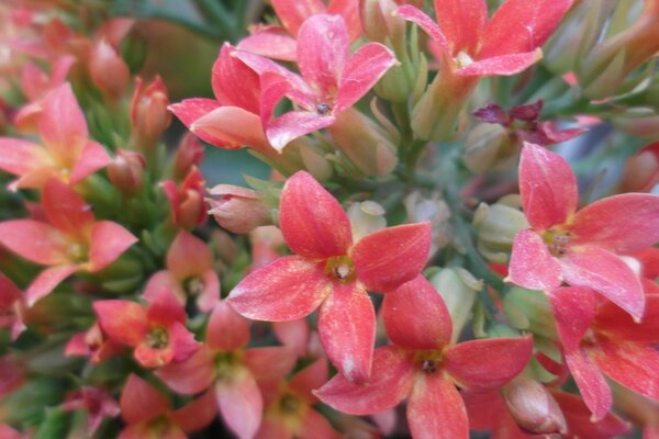 A delicate bouquet for a gentle person