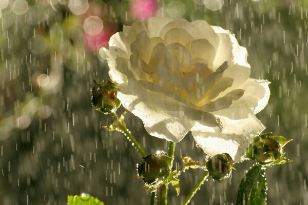 Blume im Sommerregen