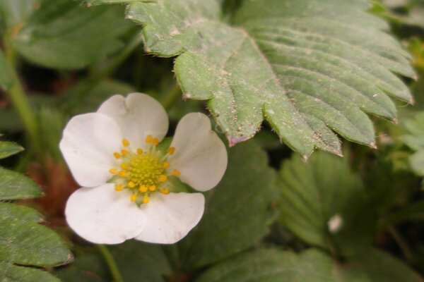 Flor de bayas silvestres entre las hojas en la naturaleza