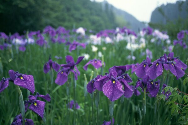 Flowers with morning dew