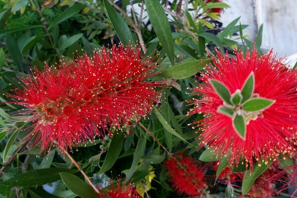 Red fluffy flower in the garden