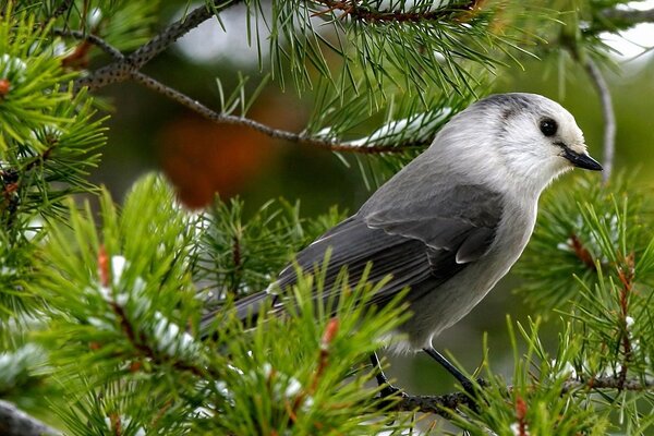 Wild bird, photos in nature