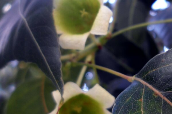 Belles feuilles et fleurs nature