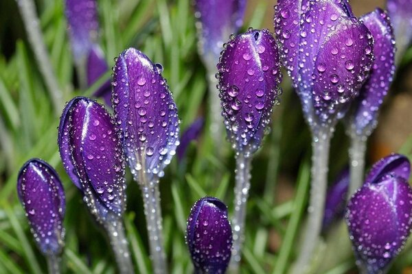 Fauna selvatica. Fiori viola nel prato