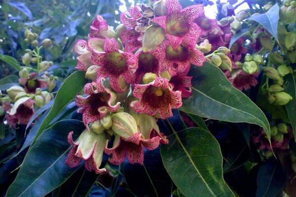 Fleurs dans le jardin. Flore