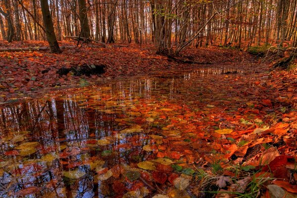 Herbstfarben im Bach verschüttet