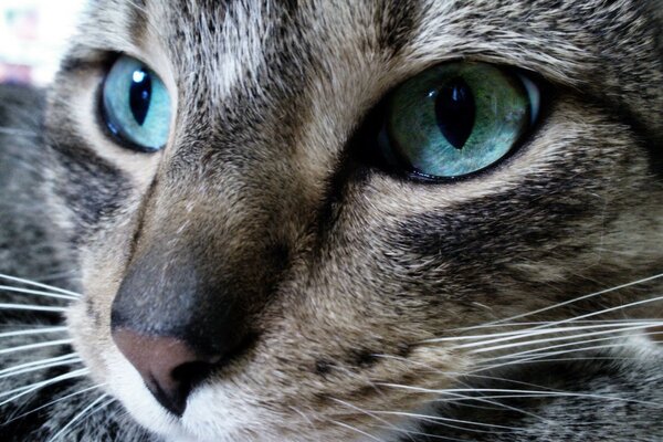 Hermosos ojos en un gato peludo