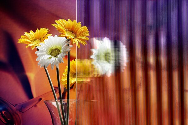 Marguerites multicolores dans un vase en verre