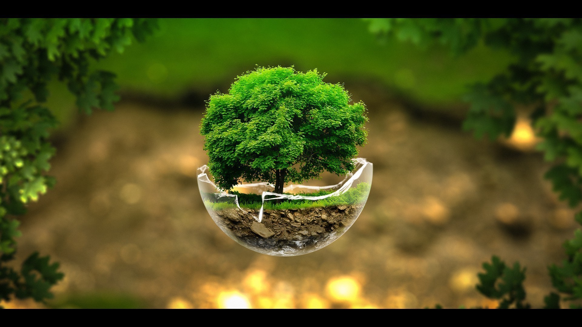 контрасты лист природа флора трава дерево шарообразные сад среды рост почвы экология