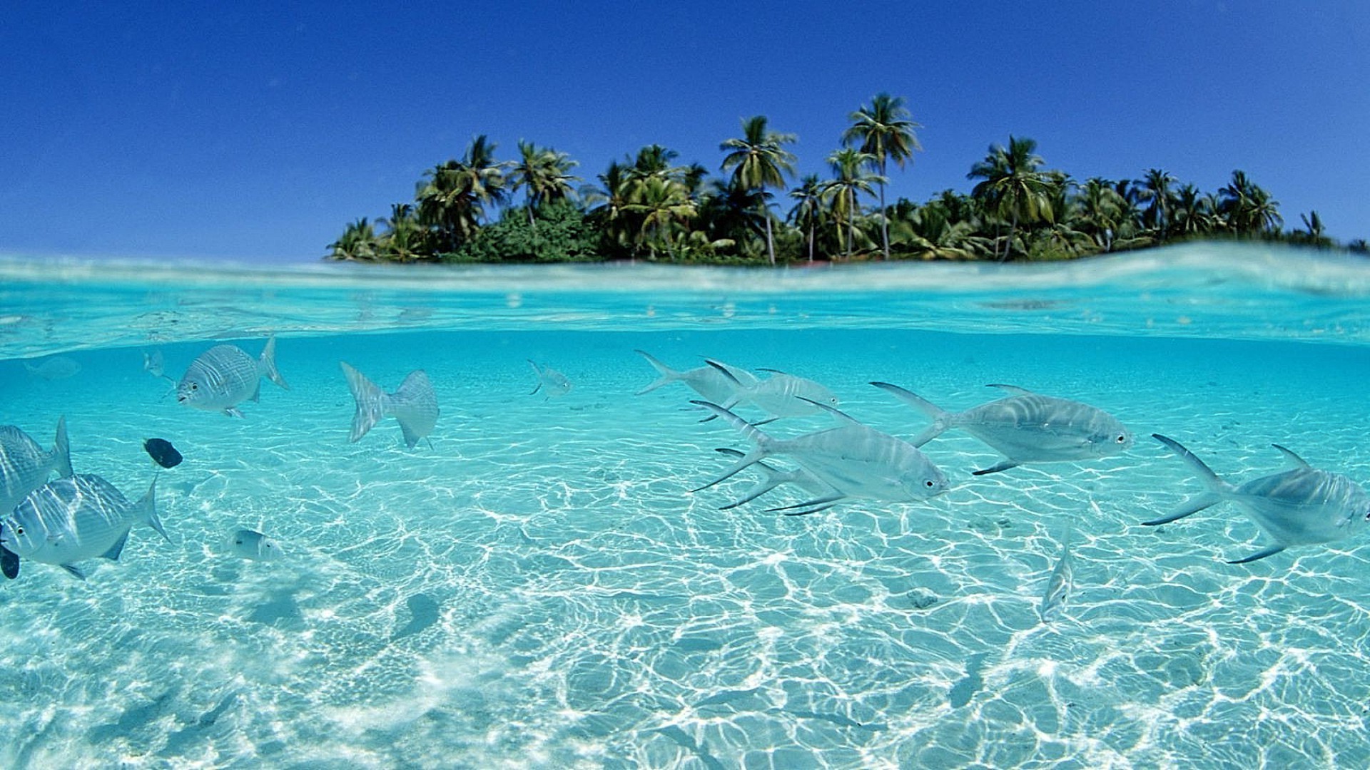 tiere wasser tropisch ozean urlaub türkis reisen sand meer insel strand exotisch landschaft sommer korallen idylle sonne schwimmen paradies entspannung gutes wetter