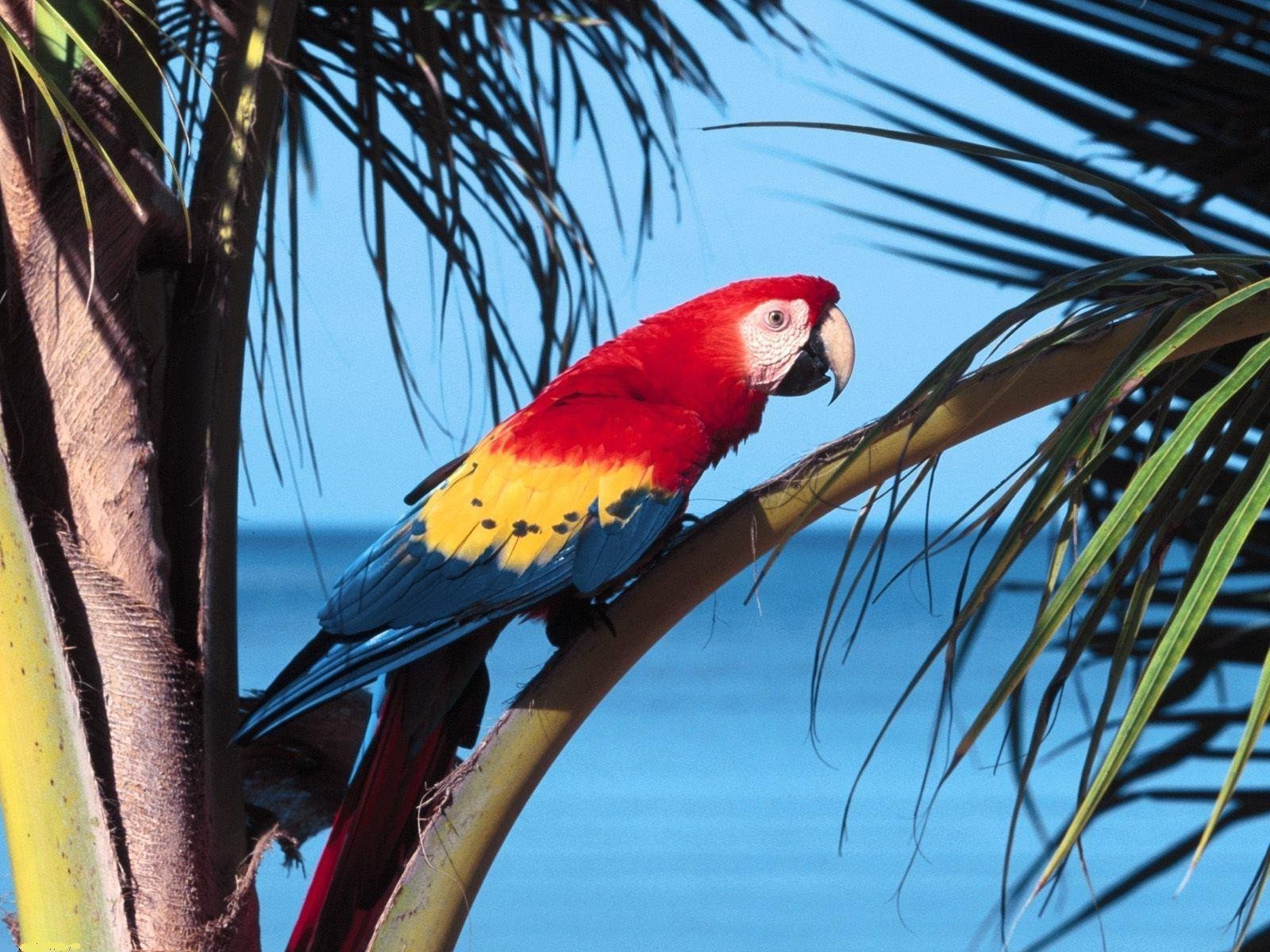 animales pájaro loro tropical vida silvestre exótico guacamayo naturaleza aviador color pluma árbol pico ala loro salvaje al aire libre