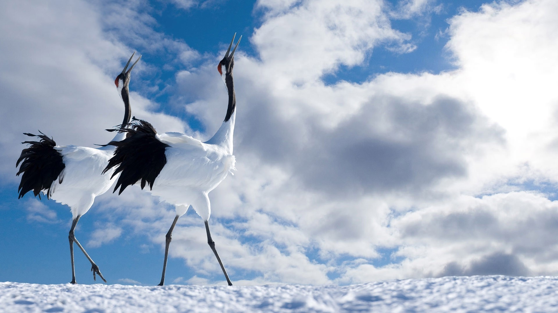 animais natureza pássaro céu ao ar livre voo verão