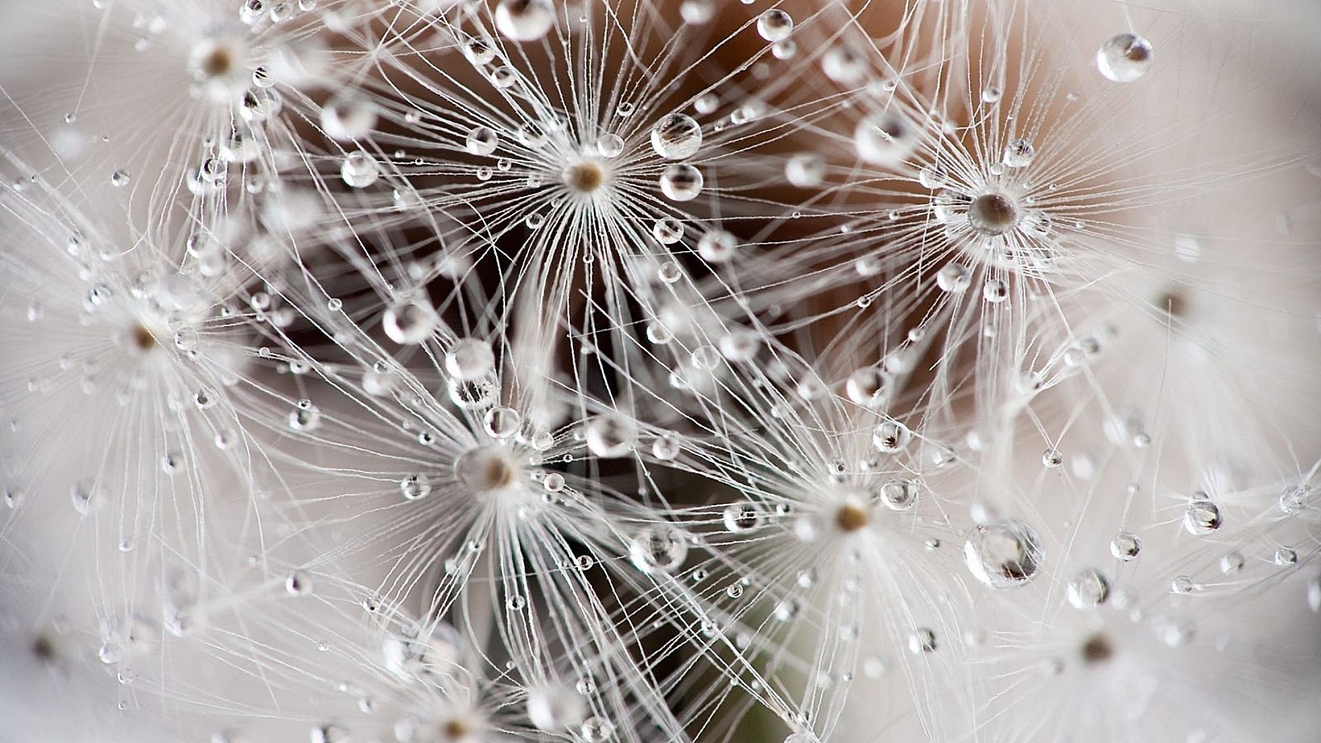 droplets and water dandelion nature dew light bright desktop abstract rain drop water close-up seed shining