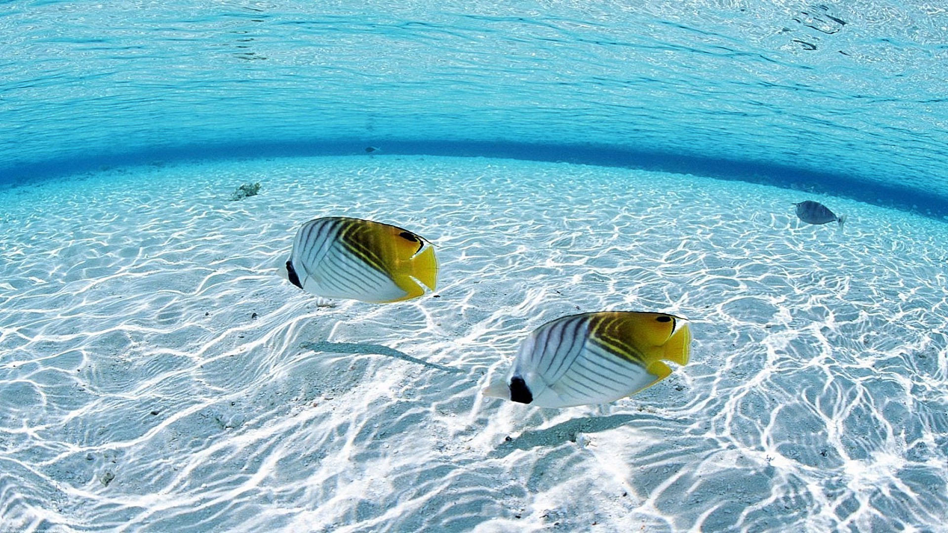 animaux eau océan mer tropical voyage nature natation sous-marin turquoise vacances plage vacances sable été