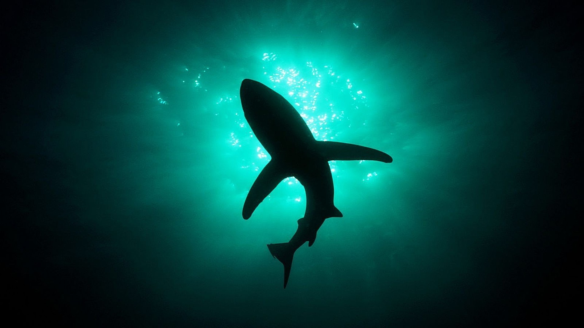 animales bajo el agua peces tiburón océano agua mar natación