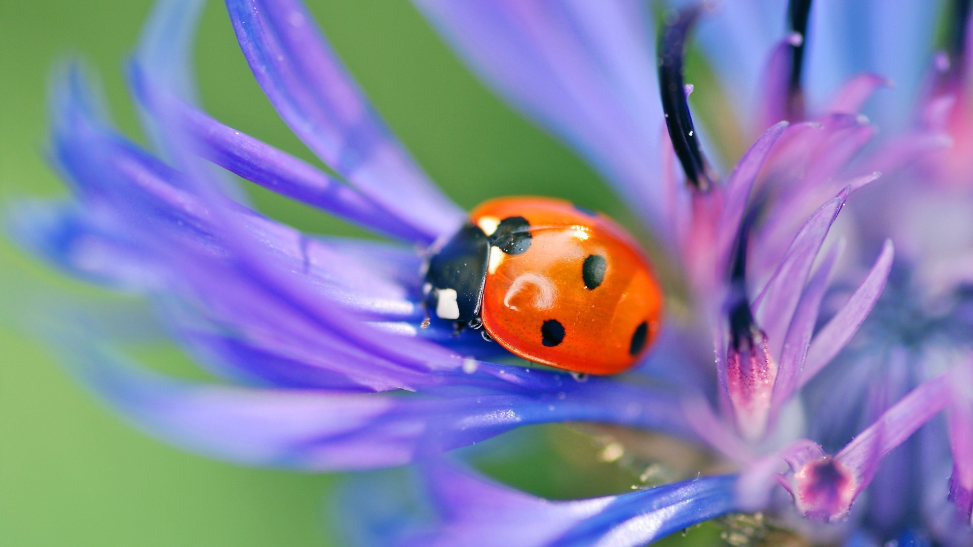 природа цветы животные насекомое божья коровка ромашка nature flowers animals insect God ladybug chamomile загрузить