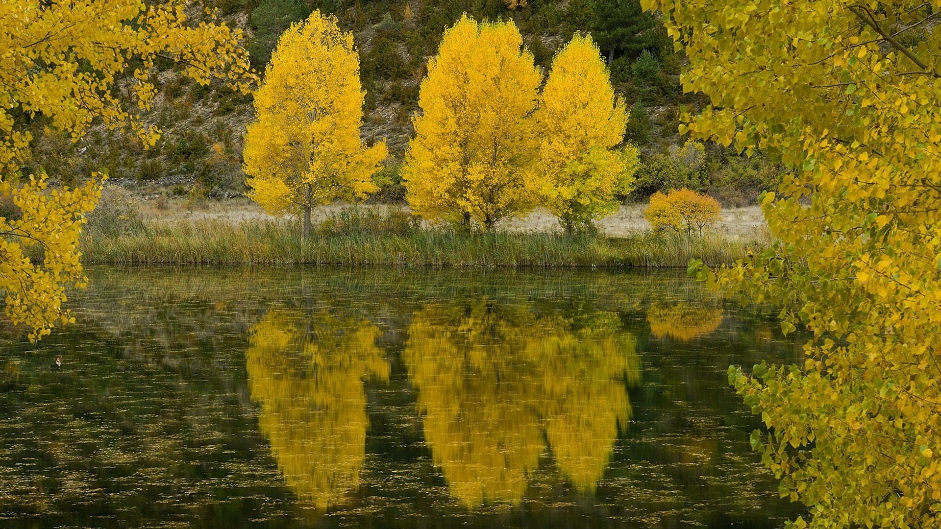 autumn fall leaf wood tree nature landscape season outdoors scenic park gold lake scenery water bright color daylight countryside fair weather