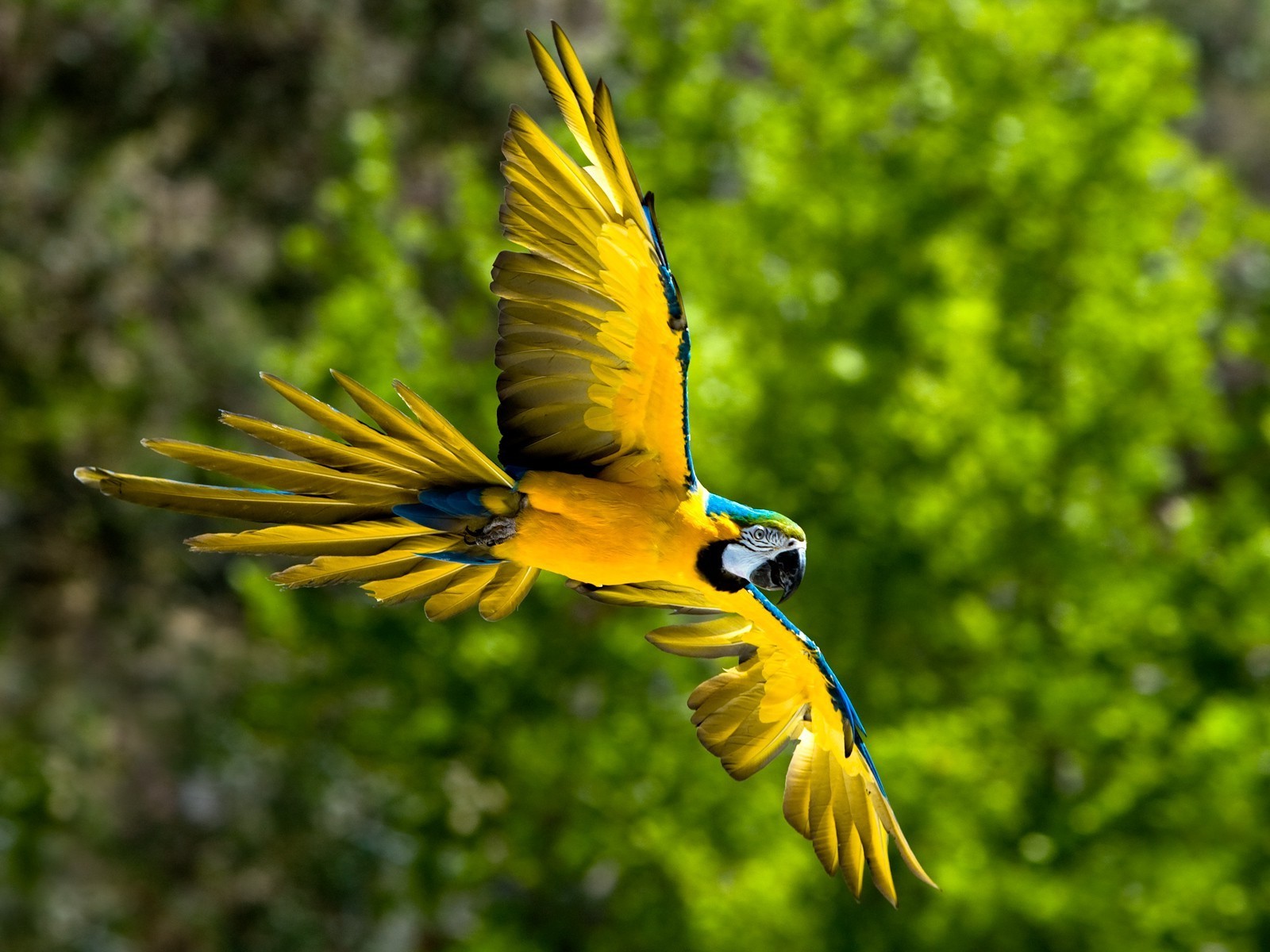 animais pássaro vida selvagem natureza pena papagaio animal bico asa selvagem avian ao ar livre voar