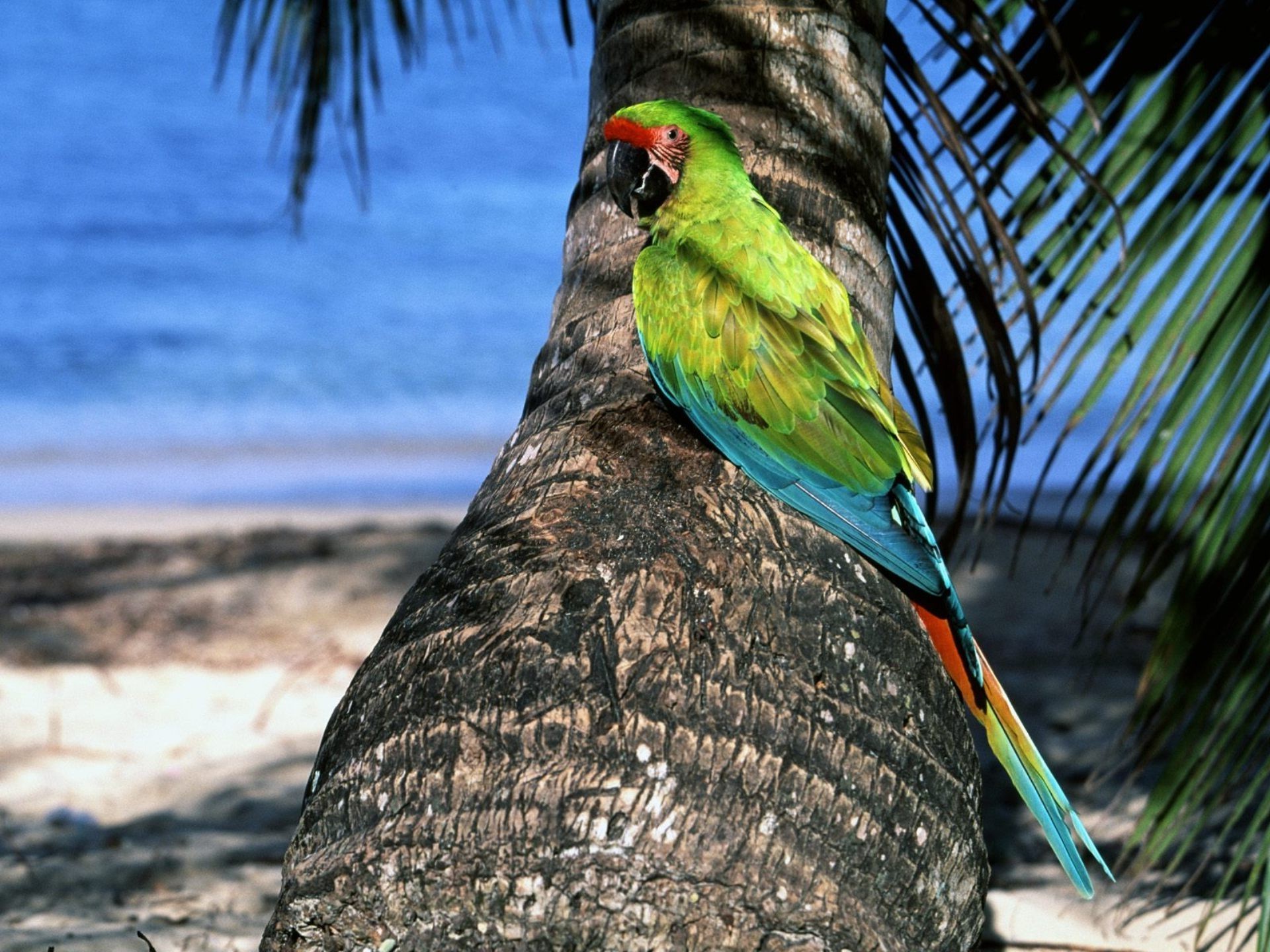 tiere vogel natur tropisch feder tierwelt farbe exotisch schnabel schön tier flügel papagei im freien wild hell luftfahrt