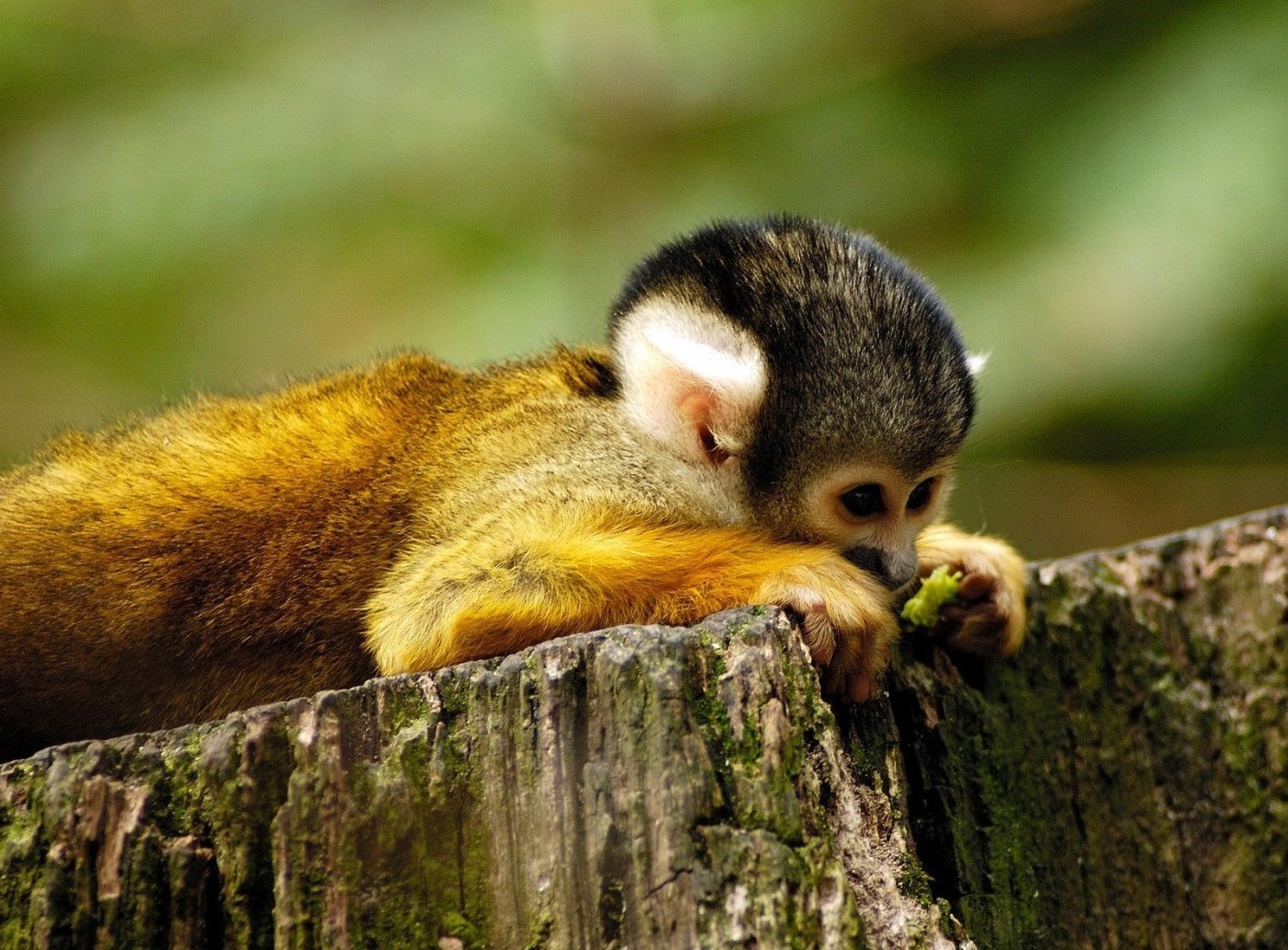 primati fauna selvatica mammifero animale natura selvaggio carino scoiattolo pelliccia piccolo legno albero all aperto zoo sedersi scimmia vista ritratto bambino peloso